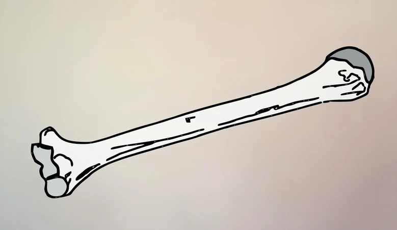 Zeichnung eines großen Knochens vor dezent farbigem Hintergrund