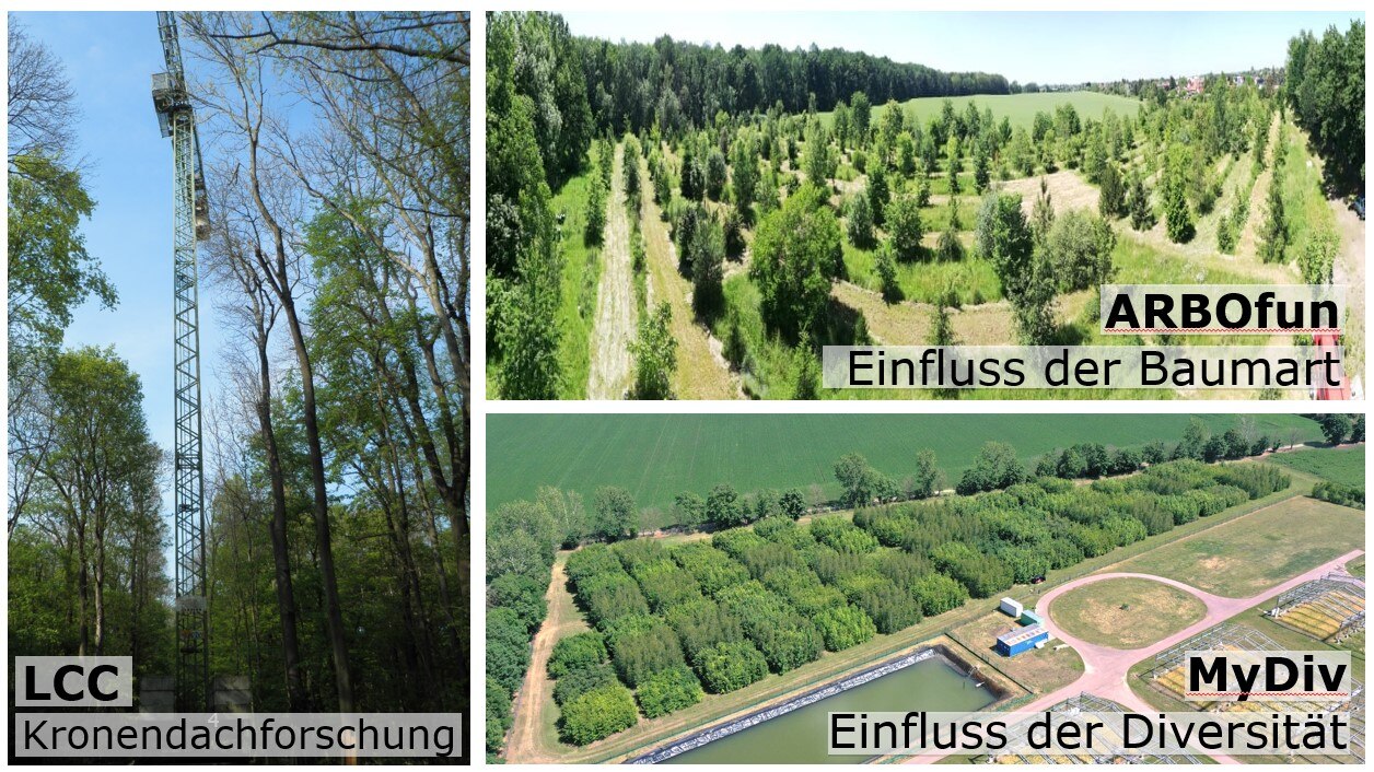 links: Kran im Wald "LCC - Kronendachforschung", rechts oben: Blick auf Bäume "ARBOfun - Einfluss der Baumart, rechtsunten: Blick auf Waldparzellen und Wasserbecken "MyDiv - Einfluss der Diversität"