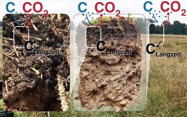 Zommausschnitte von Erdprofilen aus einer Wiese im Hintergrund mit blauem C an einem Pfeil, der in das Erdreich zeigt und einem roten CO2m an einem Pfeil, der aus dem Erdreich heraus zeigt